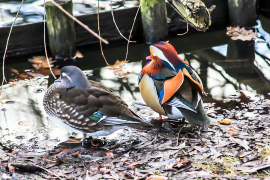 Male and female mandarin ducks doze on the shore of the lake.The life of birds in the park.A image for a site about birds,ducks,wildlife,art,painting.