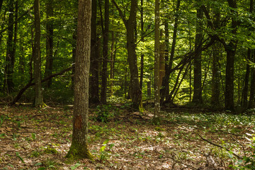 Obraz premium Sun rays illuminate the dark forest. Hardwood. Background. Summer