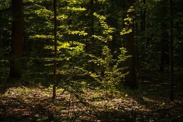 Sun rays illuminate the dark forest. Hardwood. Background. Summer