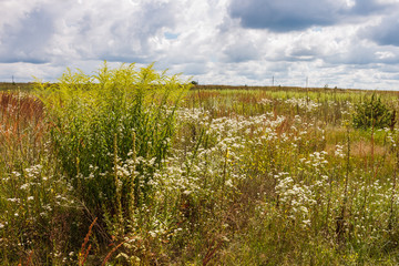 Landscape with flowering meadow, tree on the horizon and sky with clouds