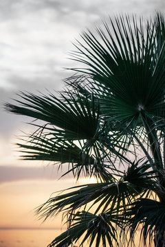 Palm trees at sunset overlooking the sea, the ocean. Layout for hotels, travel agencies.