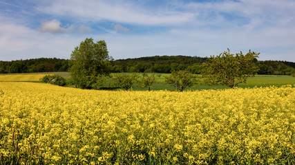 Obraz premium A field of yellow rapeseed in the middle of Germany near Zierenberg. It is spring, the sky is blue with light clouds. In the background is a forest.