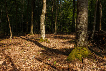 Hornbeam forest. Sun rays illuminate the dark forest. Hardwood. Forest landscape