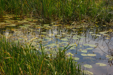 Landscape with shallow and overgrown river. Part of the river overgrown with aquatic vegetation