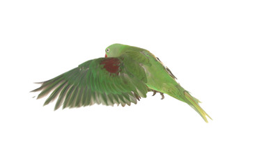 Beautiful Alexandrine parakeet flying isolated on white