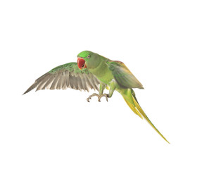 Beautiful Alexandrine parakeet flying isolated on white