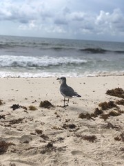 seagull on the beach