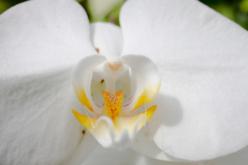 Naklejka na ściany i meble White Orchid with Yellow