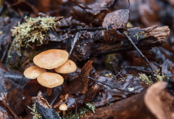 Bright shiny mushrooms on a half-rotted stump in the forest.