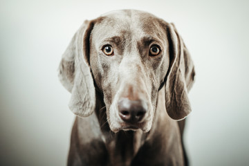 Weimar dog portrait on the gradient white background.