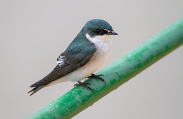 Mangrovenschwalbe