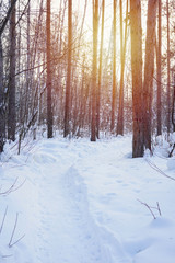Path in winter pine and birch forest with snow and sunlight, toned. Nature, fairy tale, travel concept. Vertical format