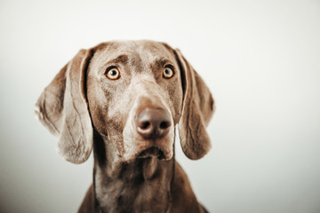 Weimar dog portrait on the gradient white background.