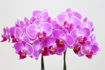 ピンク色の胡蝶蘭