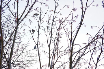 Tree waxwings sitting on rowan branch with berries. Birds, nature, winter concept. Copy space
