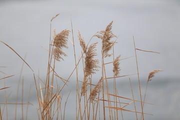 Reeds in winter, outdoors in the park