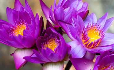 purple tropical water lily flowers