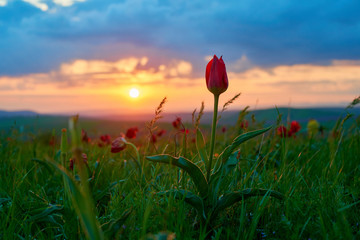 Wild red tulip in sunset light. Wild red tulip in the spring.