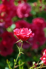 red rose in garden