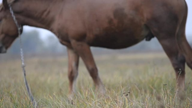 Urinating a horse in a meadow in autumn in the fog.