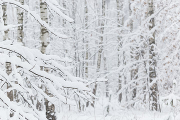Trees covered with hoarfrost and snow in winter forest - Christmas snowy background