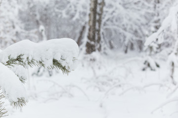 Trees covered with hoarfrost and snow in winter forest - Christmas snowy background