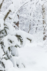 Trees covered with hoarfrost and snow in winter forest - Christmas snowy background