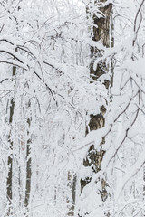 Obraz premium Trees covered with hoarfrost and snow in winter forest - Christmas snowy background