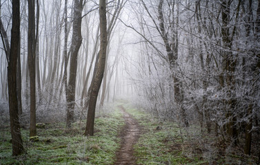 Landscape with beautiful fog. Trail lead through a mysterious winter forest with hoarfrost on the branches and ground. Footpath through a winter vert. Magical and scary atmosphere.