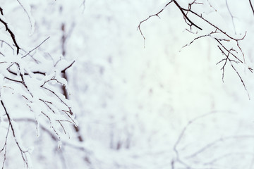 Fototapeta na wymiar Trees covered with hoarfrost and snow in winter forest - Christmas snowy background