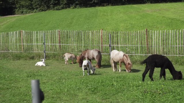 Streichelzoo Herde