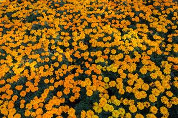 Marigold flowers at the Terraced Garden in Chandigar, India