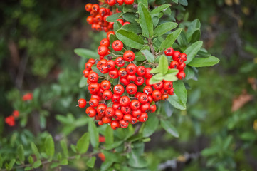 red berries of viburnum on a branch