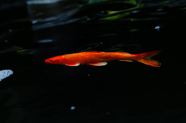 Japan Koi fish swimming in a water garden,fancy carp fish,koi fishes,Koi Fish swim in pond.Isolate background is black.Fancy Carp or Koi Fish are red,orange