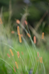 grass background