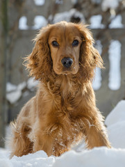 A young spaniel runs in the snow. Close-up portrait of a dog.