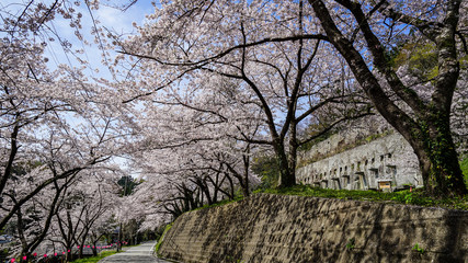 佐渡金銀山、搗鉱場跡と見頃の桜並木、ソメイヨシノ