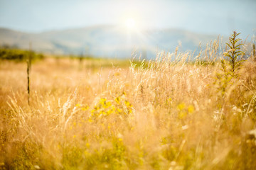 Fototapeta premium Summer background.