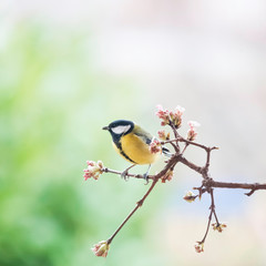 great tit titmouse siting on a perch