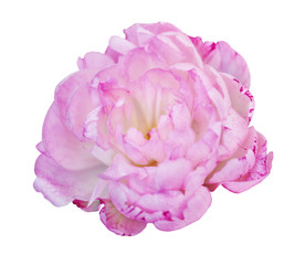 Beautiful peony flower on white background. Pink flower isolated.