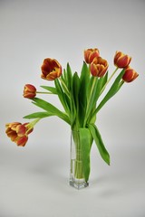 Colorful tulips with green petals in the glass vase