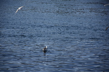 Birds Flying over River Nile/ beautiful view for Aswan Egypt and Nubian Egyptian culture. sailing boat sailing in the River Nile and harbor with birds and local houses on the 2 sides 
