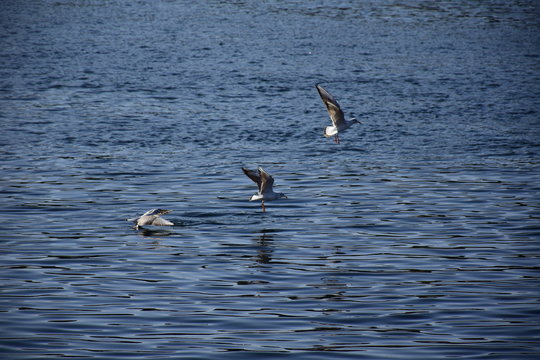 Birds Flying over River Nile/ beautiful view for Aswan Egypt and Nubian Egyptian culture. sailing boat sailing in the River Nile and harbor with birds and local houses on the 2 sides 