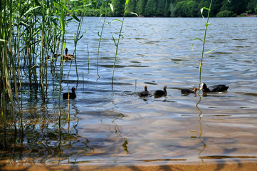 ducks on the lake