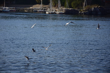 Birds Flying over River Nile/ beautiful view for Aswan Egypt and Nubian Egyptian culture. sailing boat sailing in the River Nile and harbor with birds and local houses on the 2 sides 