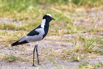 Obraz premium water bird Blacksmith lapwing, Vanellus armatus in Etosha national park, Africa Namibia safari wildlife