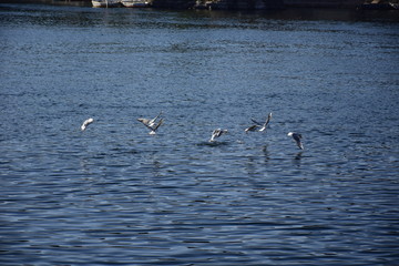 Birds Flying over River Nile/ beautiful view for Aswan Egypt and Nubian Egyptian culture. sailing boat sailing in the River Nile and harbor with birds and local houses on the 2 sides 