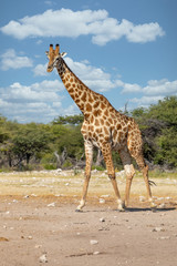 South African giraffe go to waterhole, Giraffa giraffa, at Etosha national park, Africa Namibia safari wildlife