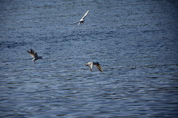 Birds Flying over River Nile/ beautiful view for Aswan Egypt and Nubian Egyptian culture. sailing boat sailing in the River Nile and harbor with birds and local houses on the 2 sides 