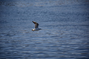Birds Flying over River Nile/ beautiful view for Aswan Egypt and Nubian Egyptian culture. sailing boat sailing in the River Nile and harbor with birds and local houses on the 2 sides 